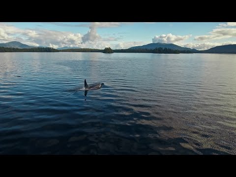 Whales work together to solve problems in the ocean | Coastlines